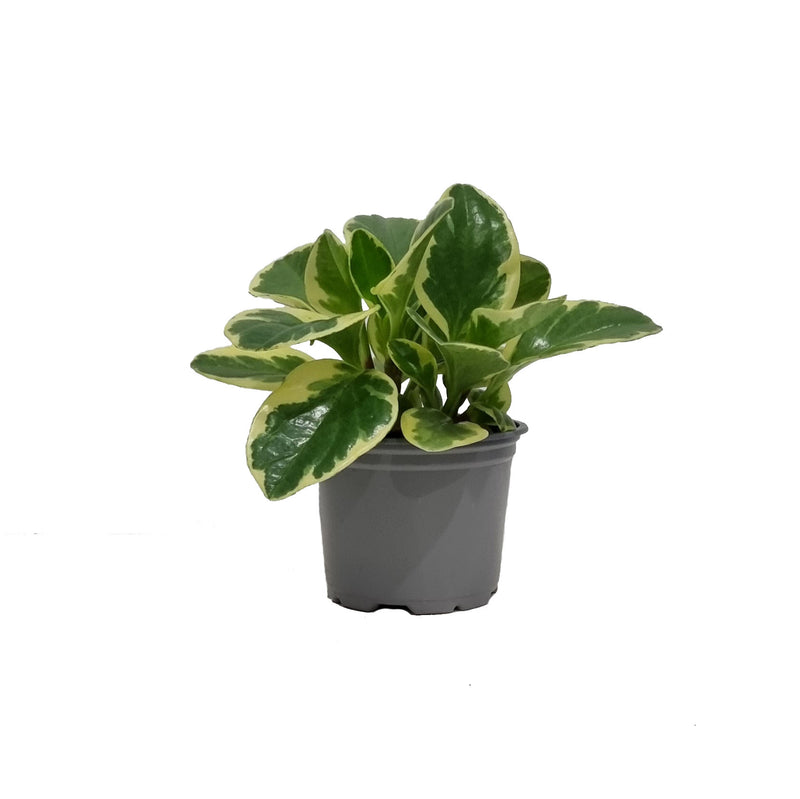Peperomia - 90mm