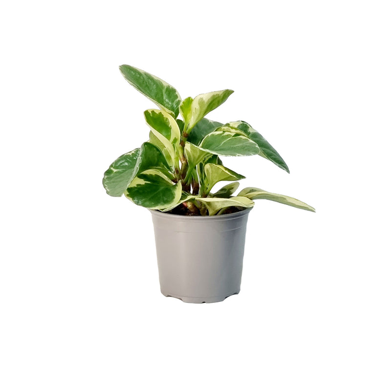 Peperomia - 120mm