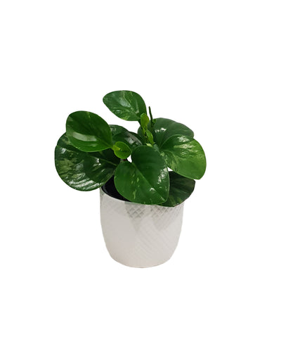 Peperomia - 120mm
