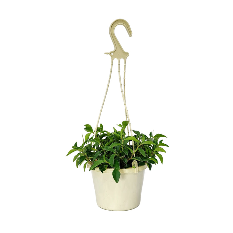 Peperomia Amigo Marcello - 150mm