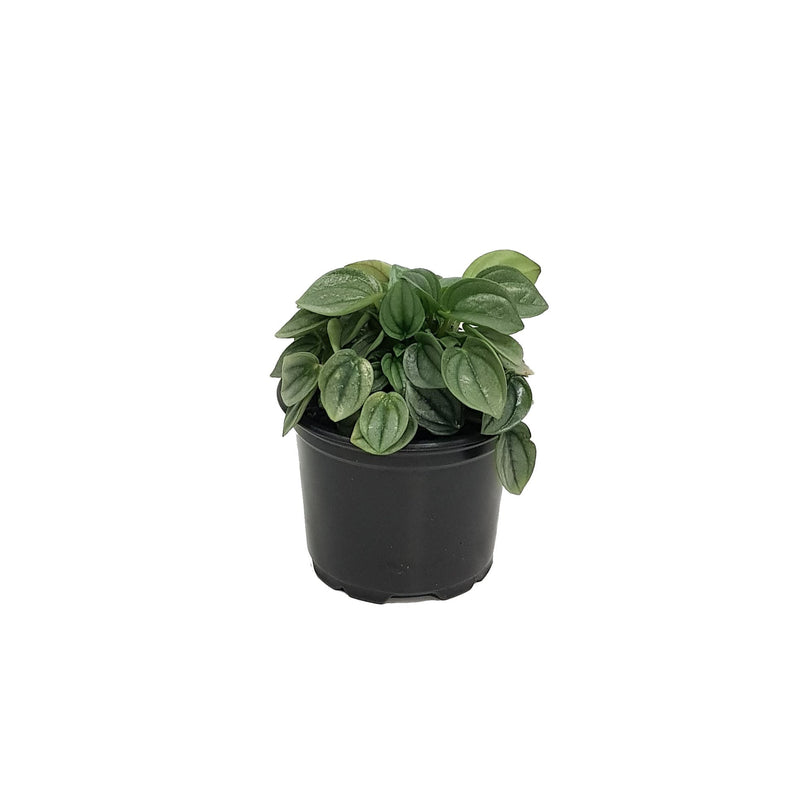 Peperomia Dans Collection - 90mm