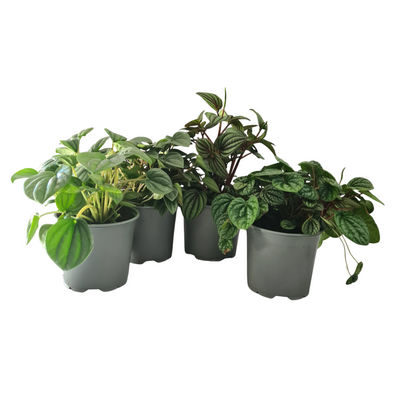 Peperomia Dans Collection - 120mm