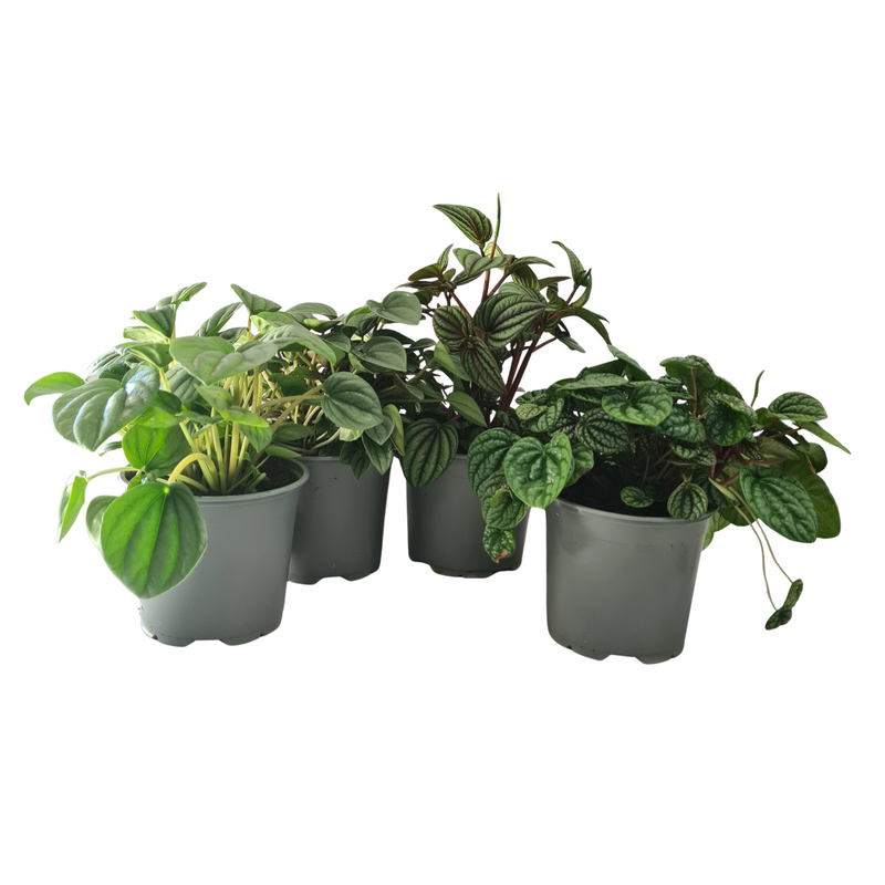 Peperomia Dans Collection - 120mm