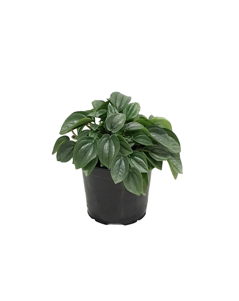 Peperomia Dans Collection - 120mm