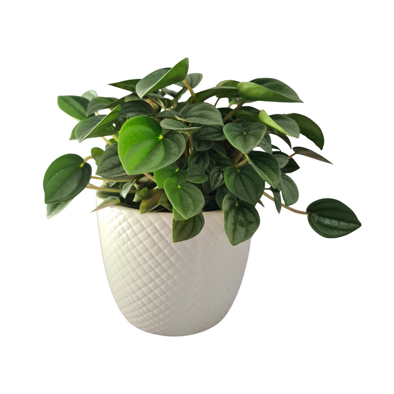 Peperomia Dans Collection - 120mm