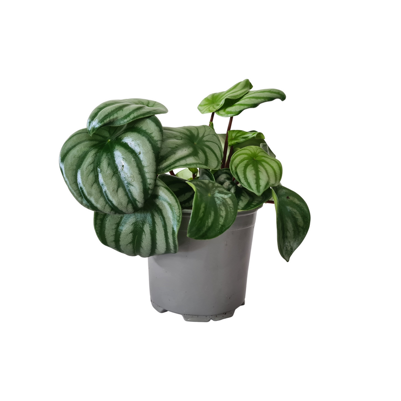 Peperomia Dans Watermelon Peru - 120mm