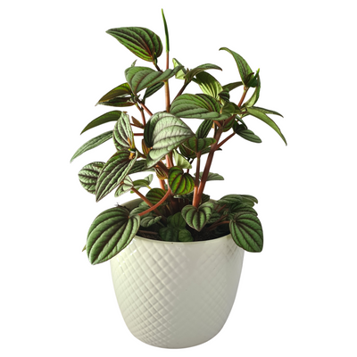Peperomia Dans Collection - 120mm