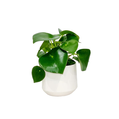 Peperomia Raindrop - 120mm