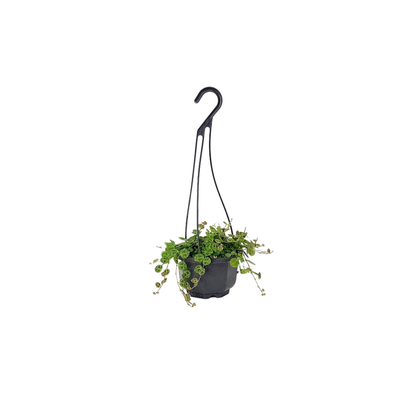 String of Turtles (Peperomia Prostrata) 90mm
