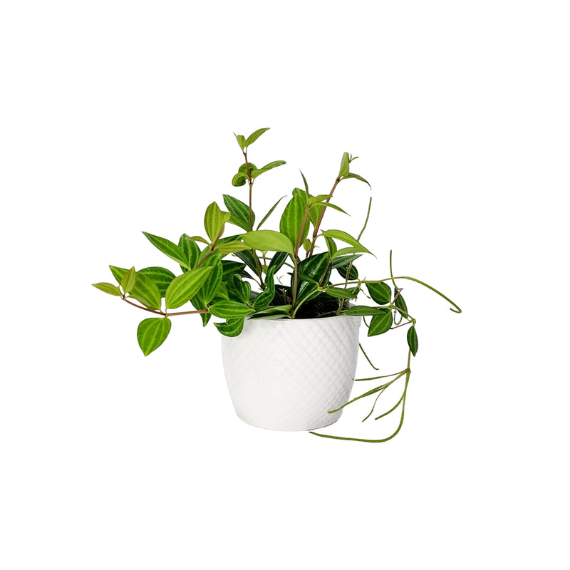 Peperomia Rotundifolia Rondo Venetiano - 90mm