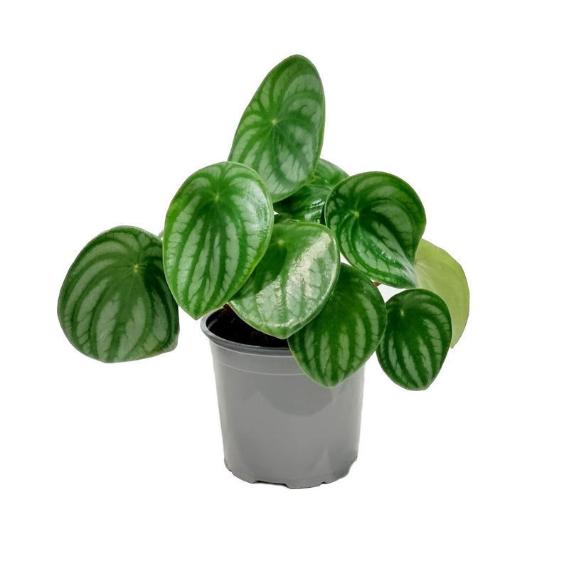 Peperomia Watermelon - 120mm