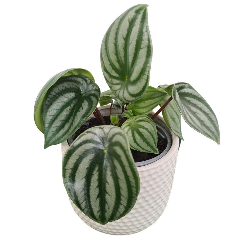 Peperomia Watermelon - 120mm