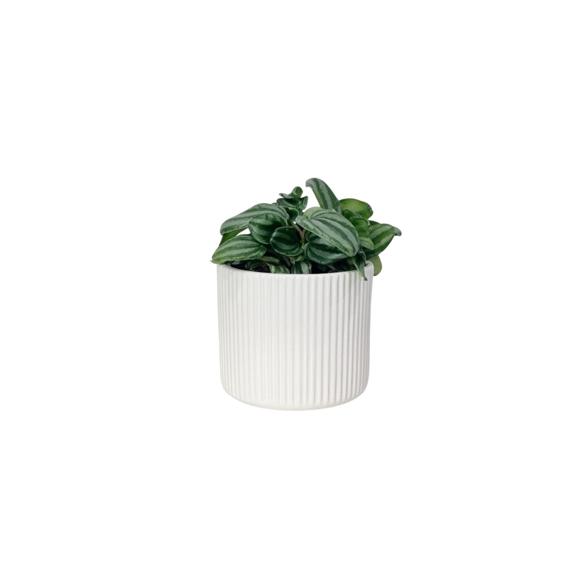 Peperomia Watermelon Mini - 120mm