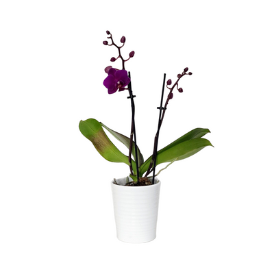 Phalaenopsis 90mm