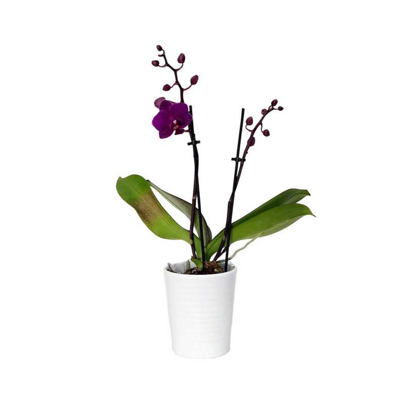 Phalaenopsis 90mm