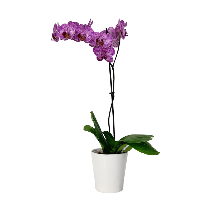 Phalaenopsis 1 Stem - 120mm