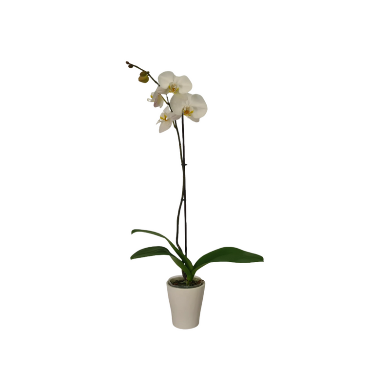 Phalaenopsis Maxi - 90m