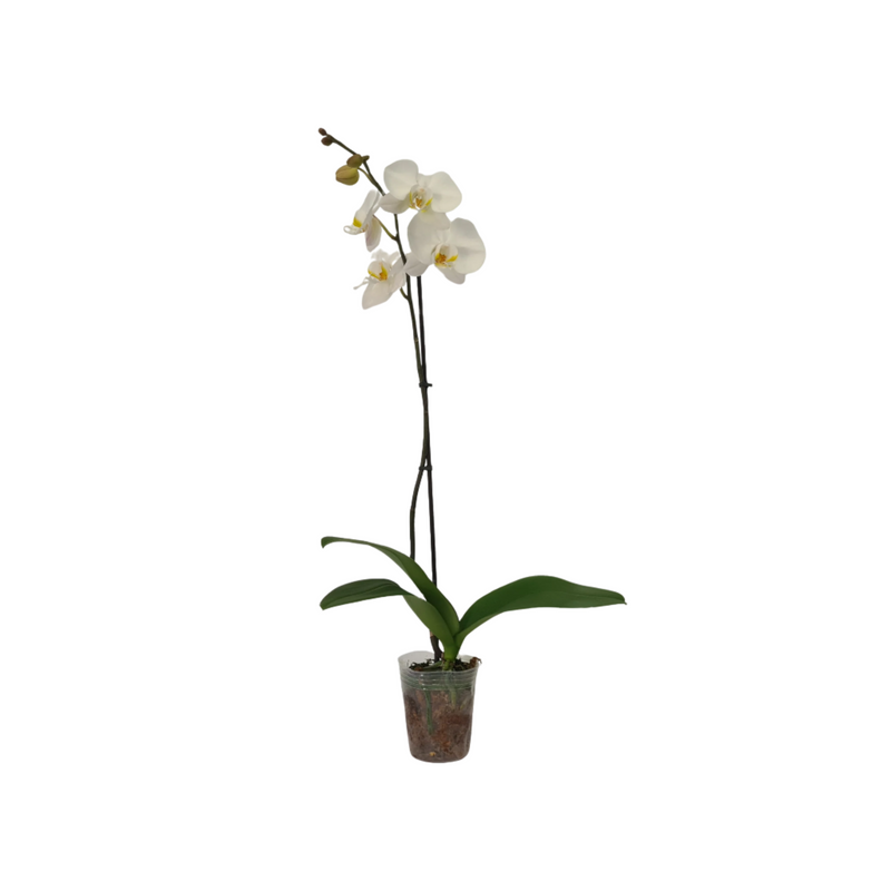 Phalaenopsis Maxi - 90m