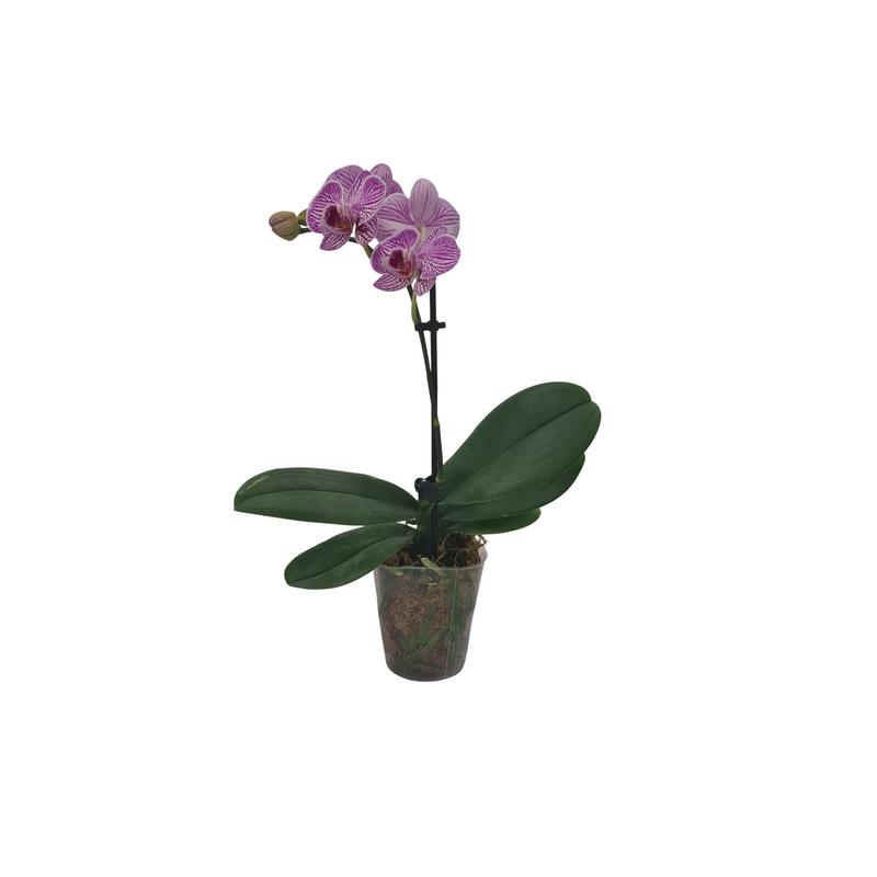 Phalaenopsis Micro - 70mm