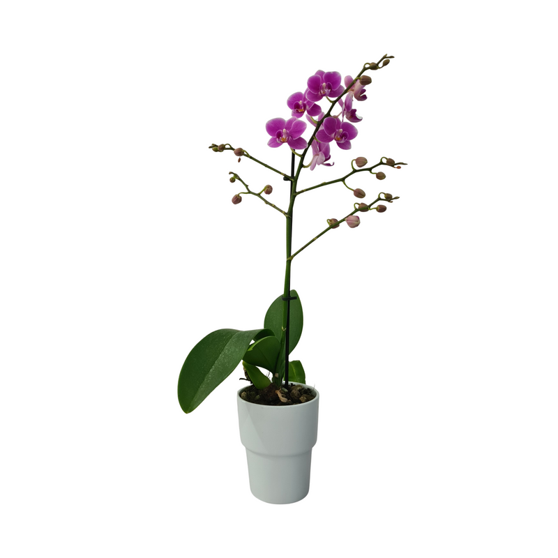 Phalaenopsis Midi 90mm