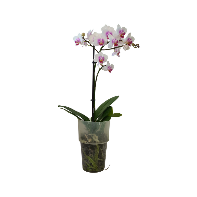 Phalaenopsis Midi 90mm
