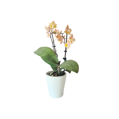 Phalaenopsis Mini - 90mm
