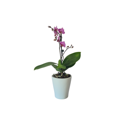 Phalaenopsis Mini