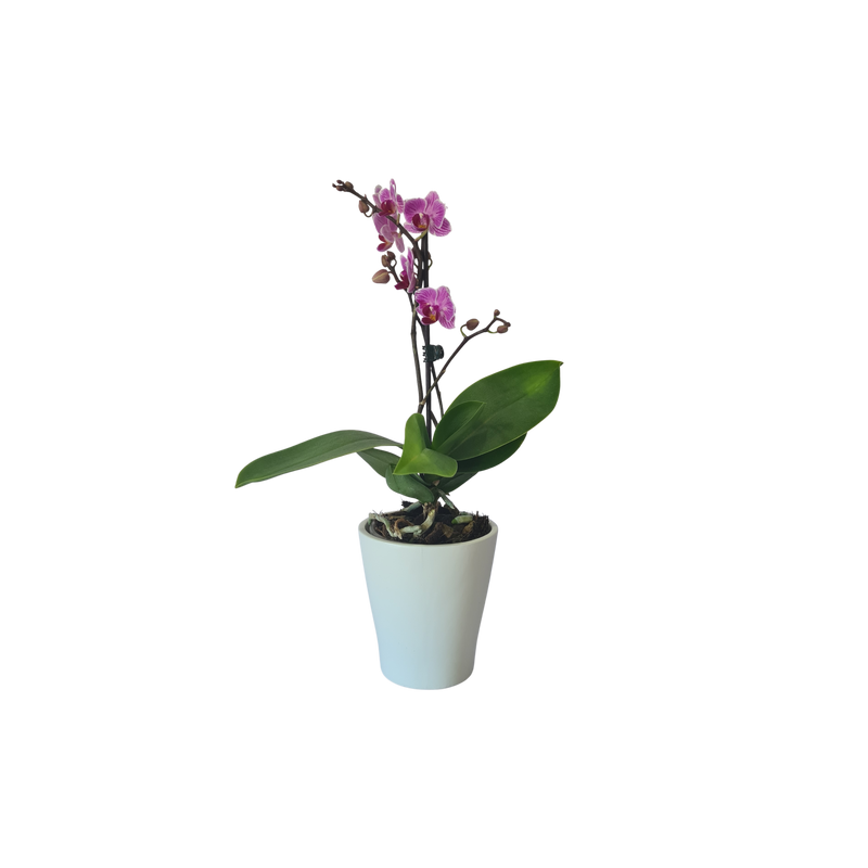 Phalaenopsis Mini
