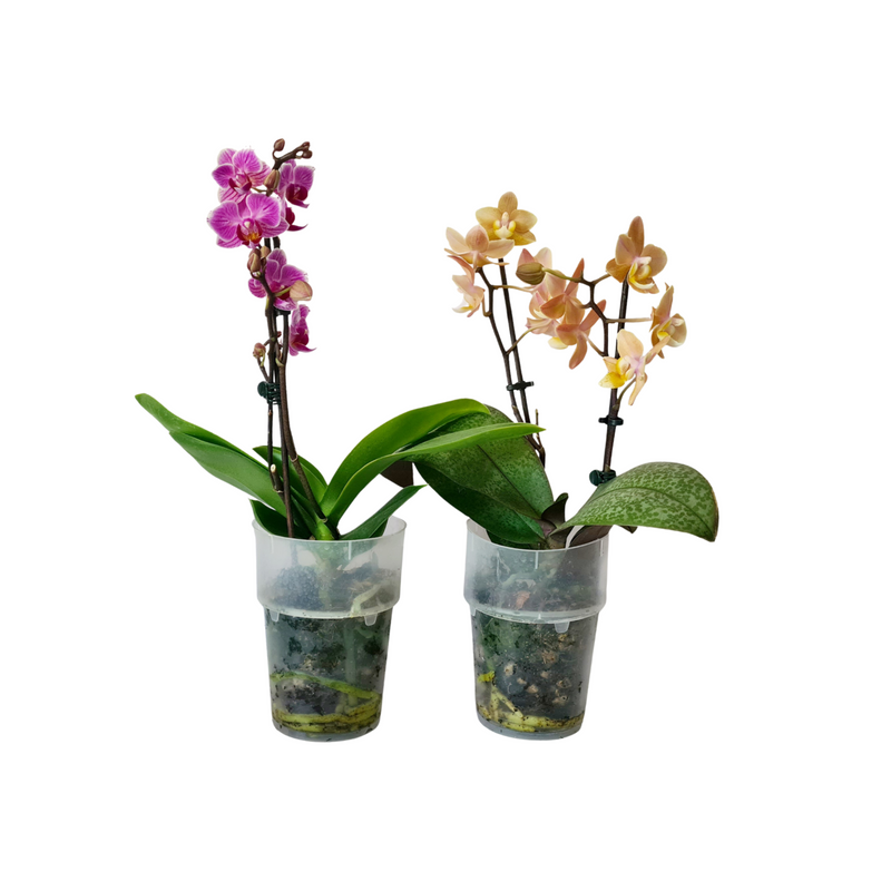 Phalaenopsis Mini - 90mm