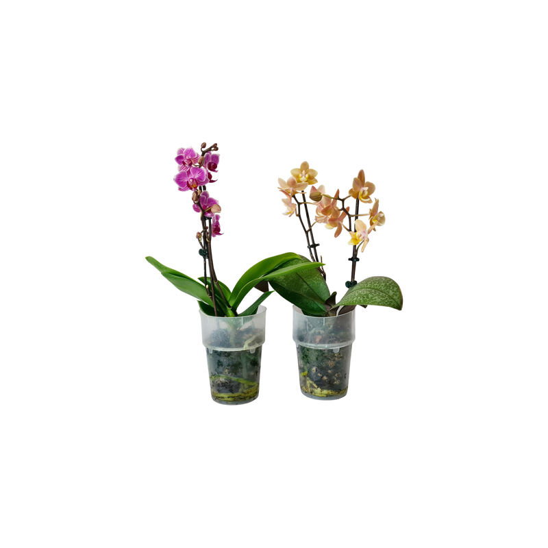 Phalaenopsis Mini