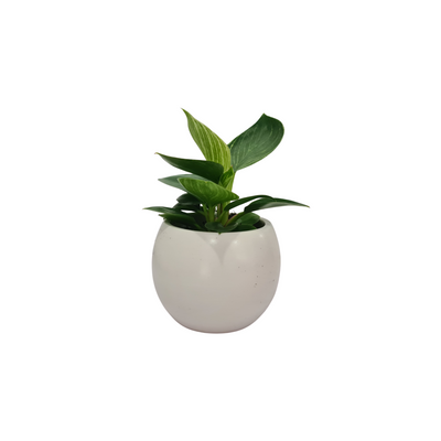 Philodendron Mix - 70mm