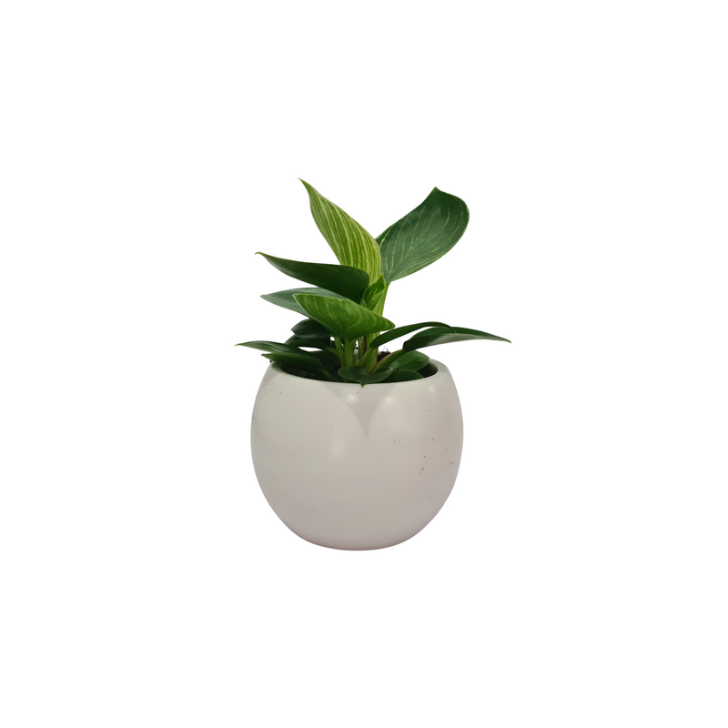 Philodendron Mix - 70mm