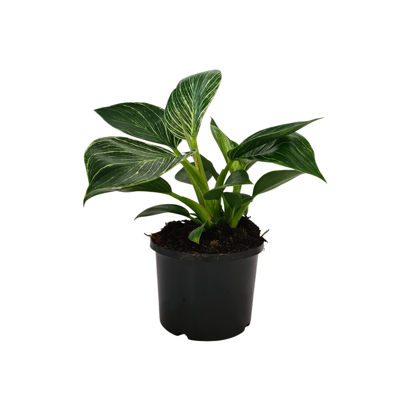 Philodendron Birkin - 140mm