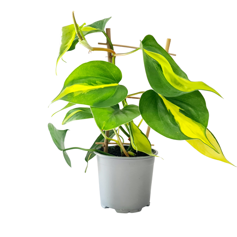 Philodendron Brazil - 120mm