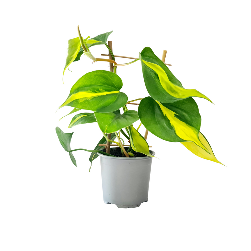 Philodendron Brazil - 120mm