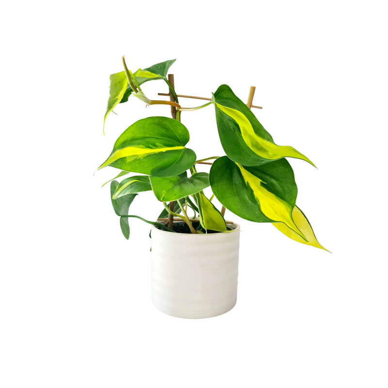 Philodendron Brazil - 120mm