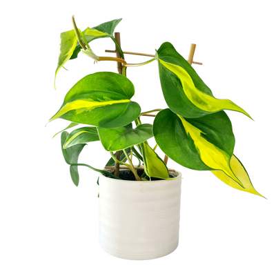 Philodendron Brazil - 120mm