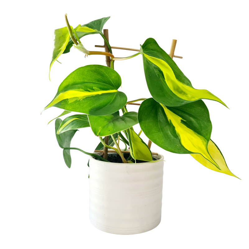 Philodendron Brazil - 120mm