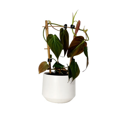 Philodendron Micans - 120mm