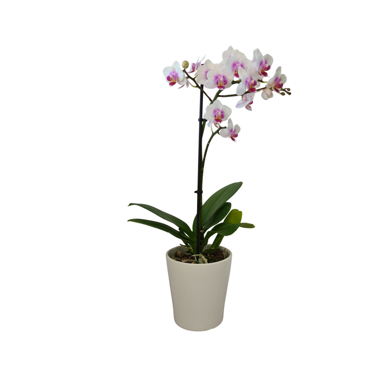 Phalaenopsis Mini - 120mm
