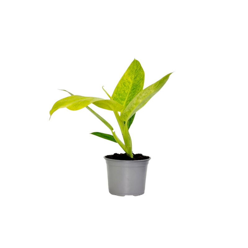 Philodendron &