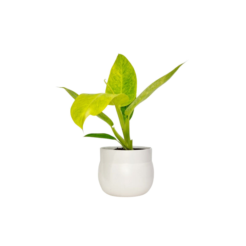 Philodendron &
