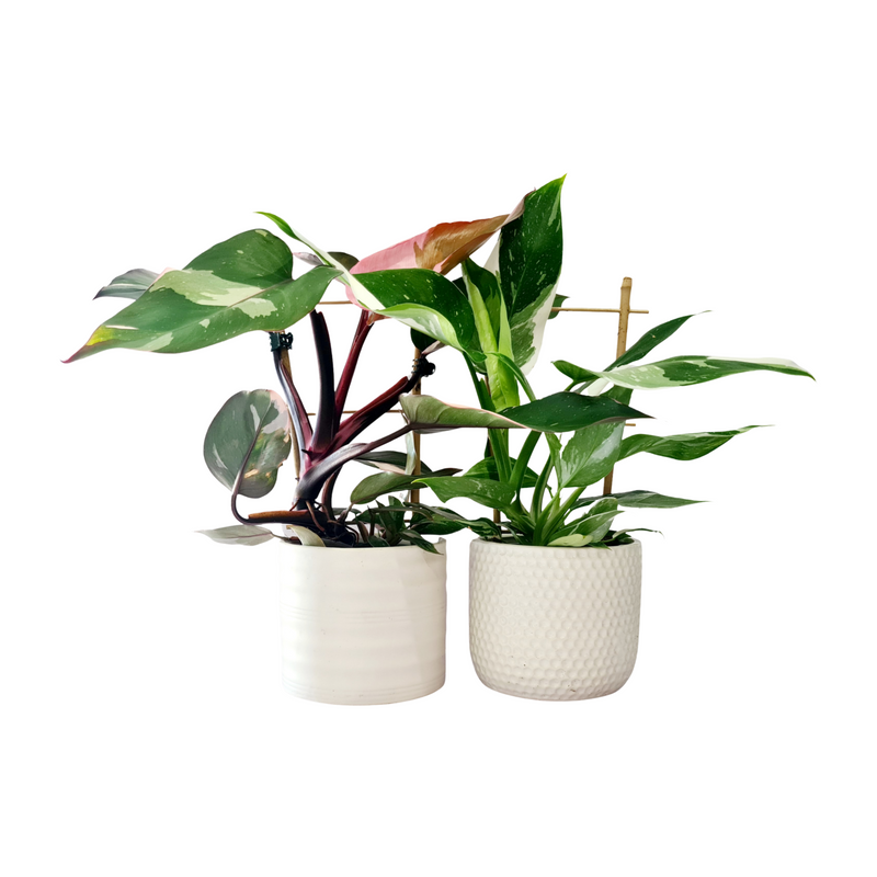 Philodendron Princess Collection - 120mm