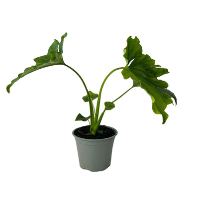 Philodendron Selloum - 150mm
