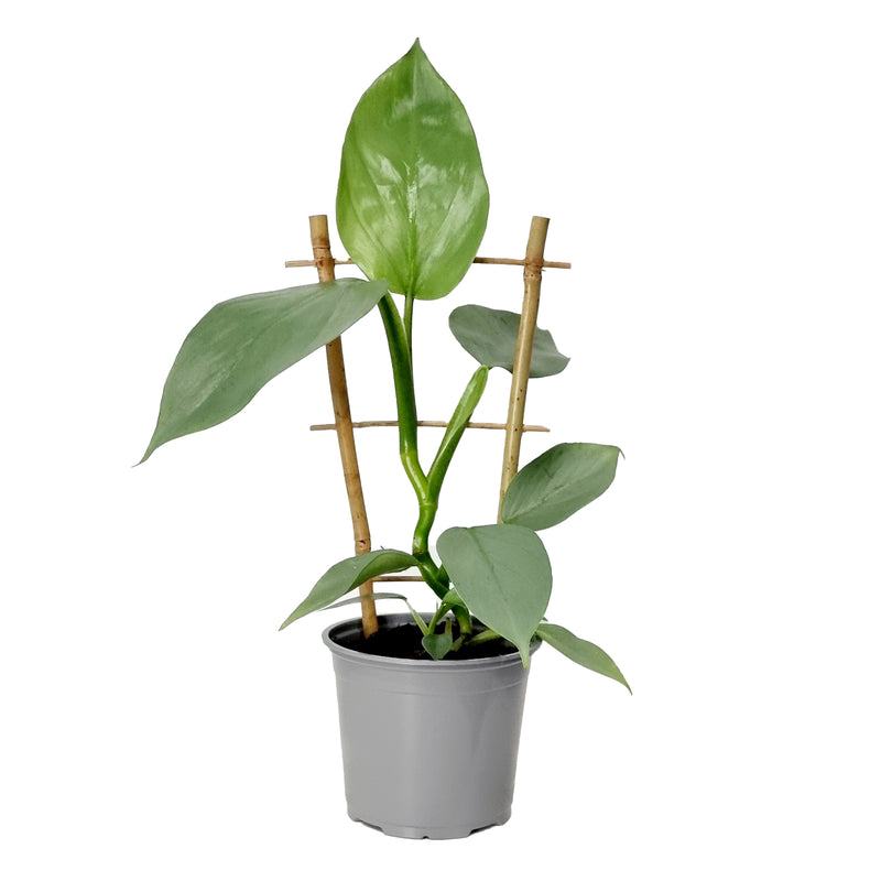 Philodendron &