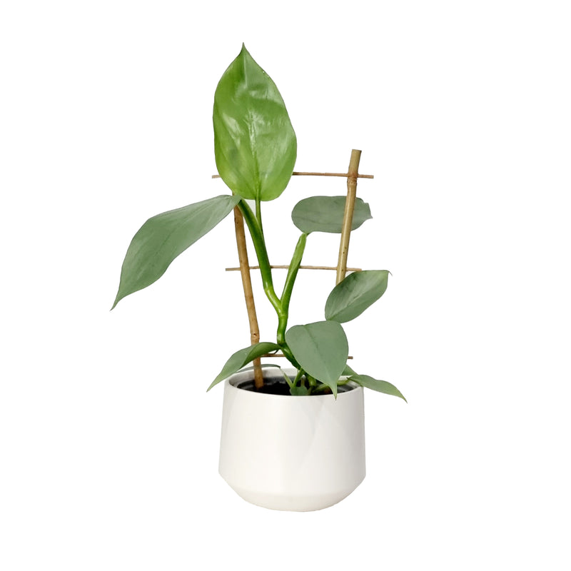 Philodendron &