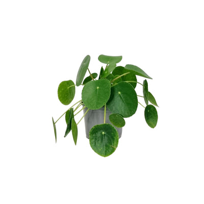 Pilea Peperomioides - 120mm