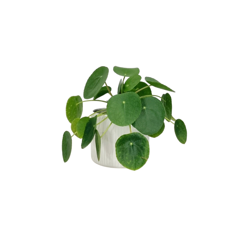 Pilea Peperomioides - 120mm