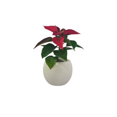 Poinsettia - 70mm