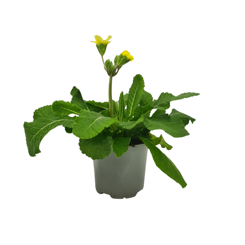 Polyanthus Supernova - 120mm